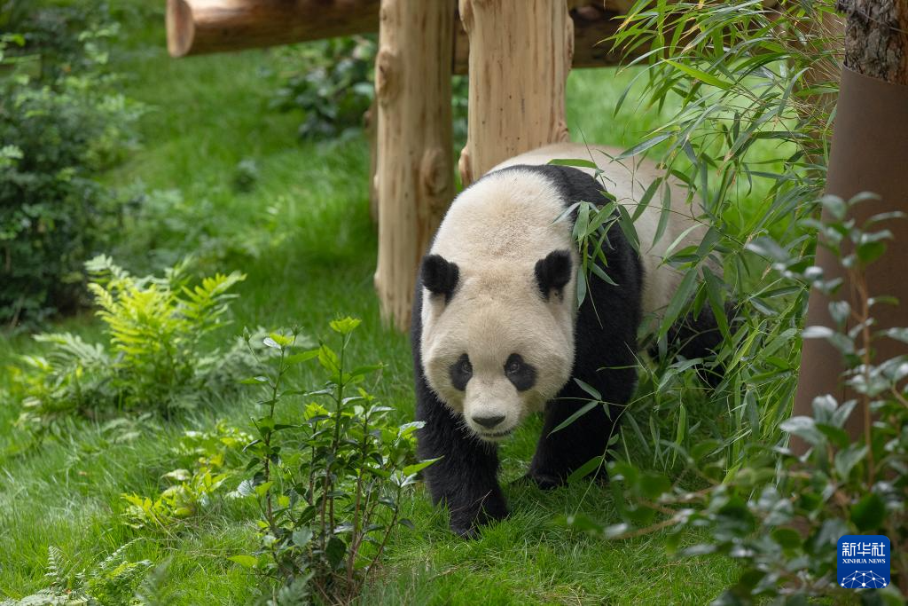 这是美国加利福尼亚州圣迭戈动物园7月19日发布的大熊猫“云川”在动物园新家的照片。新华社发（圣迭戈动物园供图）