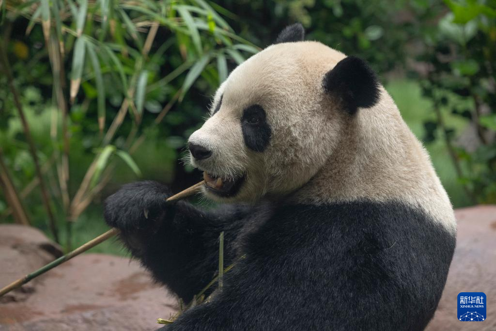 这是美国加利福尼亚州圣迭戈动物园7月19日发布的大熊猫“云川”在动物园新家的照片。新华社发（圣迭戈动物园供图）