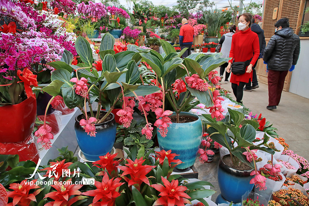 北京：600余万盆京产年宵花陆续上市【4】