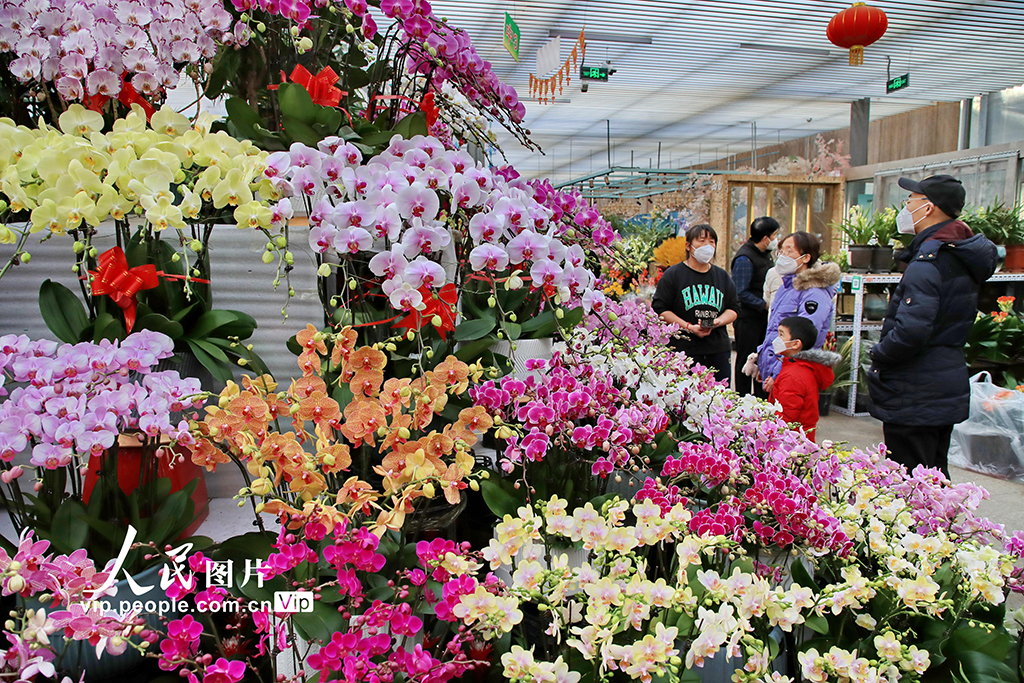 北京：600余万盆京产年宵花陆续上市【2】