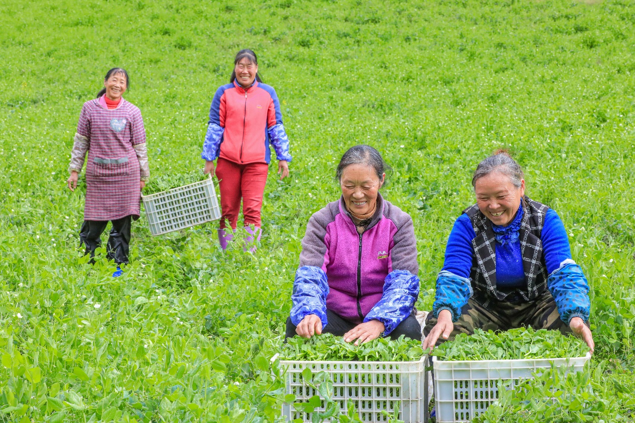 在四川省阿坝藏族羌族自治州马尔康市马尔康镇纳足村，当季蔬菜喜获丰收，群众正在忙着采收、装箱供应市场。来源：人民图片