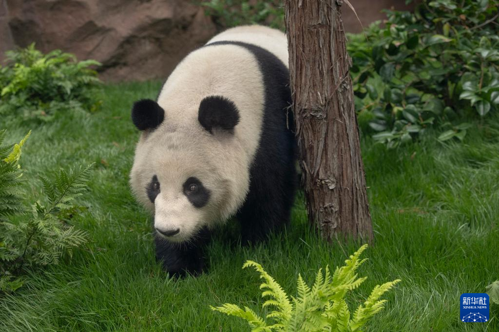 这是美国加利福尼亚州圣迭戈动物园7月19日发布的大熊猫“鑫宝”在动物园新家的照片。新华社发（圣迭戈动物园供图）