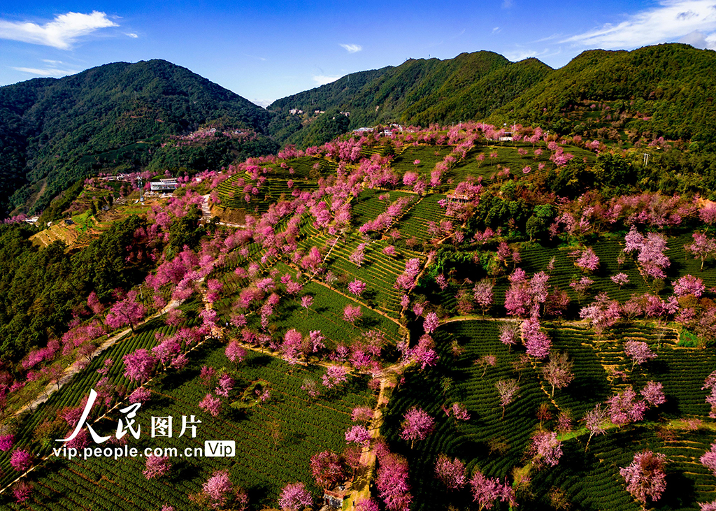 云南南涧：冬日樱花灿若霞