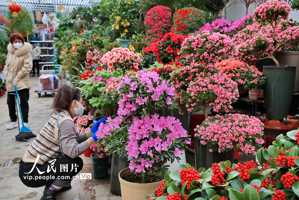 北京：600余万盆京产年宵花陆续上市【5】